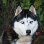 Tzar Sirius
